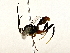  ( - BIOUG77743-H01)  @11 [ ] CreativeCommons - Attribution (2022) CBG Photography Group Centre for Biodiversity Genomics
