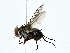  ( - BIOUG77744-A04)  @11 [ ] CreativeCommons - Attribution (2022) CBG Photography Group Centre for Biodiversity Genomics