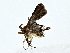  ( - BIOUG77744-F09)  @11 [ ] CreativeCommons - Attribution (2022) CBG Photography Group Centre for Biodiversity Genomics