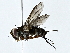  ( - BIOUG77744-G11)  @11 [ ] CreativeCommons - Attribution (2022) CBG Photography Group Centre for Biodiversity Genomics