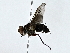  ( - BIOUG77744-G12)  @11 [ ] CreativeCommons - Attribution (2022) CBG Photography Group Centre for Biodiversity Genomics