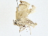  (elachMalaise4236 - BIOUG77760-F03)  @11 [ ] CreativeCommons - Attribution (2022) CBG Photography Group Centre for Biodiversity Genomics
