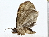  ( - BIOUG77760-F08)  @11 [ ] CreativeCommons - Attribution (2022) CBG Photography Group Centre for Biodiversity Genomics