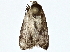  (elachMalaise9759 - BIOUG77762-D02)  @11 [ ] CreativeCommons - Attribution (2022) CBG Photography Group Centre for Biodiversity Genomics