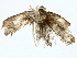  (Stenoma Malaise9368 - BIOUG77762-D05)  @11 [ ] CreativeCommons - Attribution (2022) CBG Photography Group Centre for Biodiversity Genomics