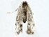  (Antaeotricha Malaise2116 - BIOUG77762-E02)  @11 [ ] CreativeCommons - Attribution (2022) CBG Photography Group Centre for Biodiversity Genomics