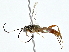  ( - BIOUG77763-C04)  @11 [ ] CreativeCommons - Attribution (2022) CBG Photography Group Centre for Biodiversity Genomics