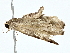  ( - BIOUG80101-D06)  @11 [ ] CreativeCommons - Attribution (2022) CBG Photography Group Centre for Biodiversity Genomics
