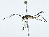  ( - BIOUG80101-G12)  @11 [ ] CreativeCommons - Attribution (2022) CBG Photography Group Centre for Biodiversity Genomics