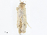  ( - CBG-A07060-B04)  @11 [ ] CreativeCommons - Attribution Share - Alike (2023) CBG Photography Group Centre for Biodiversity Genomics