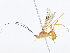  (Triraphis Malaise7322 - CBG-A07060-D06)  @11 [ ] CreativeCommons - Attribution Share - Alike (2023) CBG Photography Group Centre for Biodiversity Genomics