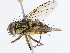  (Calodexia Malaise4440 - CBG-A07060-E03)  @11 [ ] CreativeCommons - Attribution Share - Alike (2023) CBG Photography Group Centre for Biodiversity Genomics