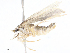  ( - CBG-A07075-G02)  @11 [ ] CreativeCommons - Attribution Share - Alike (2023) CBG Photography Group Centre for Biodiversity Genomics