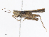  ( - CBG-A07077-A03)  @11 [ ] CreativeCommons - Attribution Share - Alike (2023) CBG Photography Group Centre for Biodiversity Genomics