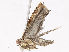  ( - CBG-A07081-G10)  @11 [ ] CreativeCommons - Attribution Share - Alike (2023) CBG Photography Group Centre for Biodiversity Genomics