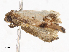  ( - CBG-A07081-H01)  @11 [ ] CreativeCommons - Attribution Share - Alike (2023) CBG Photography Group Centre for Biodiversity Genomics
