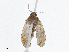  ( - CBG-A08742-C03)  @11 [ ] CreativeCommons - Attribution Share - Alike (2023) CBG Photography Group Centre for Biodiversity Genomics
