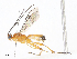  (Aleiodes Malaise8724 - CBG-A08743-A08)  @11 [ ] CreativeCommons - Attribution Share - Alike (2023) CBG Photography Group Centre for Biodiversity Genomics