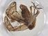  (Hypenodes Malaise5283 - CBG-A09497-F10)  @11 [ ] CreativeCommons - Attribution (2023) Centre for Biodiversity Genomics Centre for Biodiversity Genomics