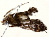  ( - BIOUG64399-A03)  @11 [ ] CreativeCommons - Attribution (2021) CBG Photography Group Centre for Biodiversity Genomics
