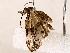  ( - BIOUG72913-A02)  @11 [ ] CreativeCommons - Attribution (2021) CBG Photography Group Centre for Biodiversity Genomics