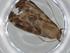  (Neurophyseta Malaisey6077 - BIOUG74479-B06)  @11 [ ] CreativeCommons - Attribution (2021) Centre for Biodiversity Genomics Centre for Biodiversity Genomics
