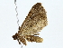  ( - BIOUG80716-A07)  @11 [ ] CreativeCommons - Attribution (2022) CBG Photography Group Centre for Biodiversity Genomics