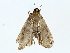  ( - BIOUG80716-A09)  @11 [ ] CreativeCommons - Attribution (2022) CBG Photography Group Centre for Biodiversity Genomics