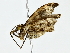  ( - BIOUG80716-H10)  @11 [ ] CreativeCommons - Attribution (2022) CBG Photography Group Centre for Biodiversity Genomics