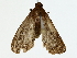  ( - BIOUG85257-F02)  @11 [ ] CreativeCommons - Attribution (2022) CBG Photography Group Centre for Biodiversity Genomics