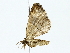  ( - BIOUG85463-D08)  @11 [ ] CreativeCommons - Attribution (2022) CBG Photography Group Centre for Biodiversity Genomics