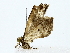  ( - BIOUG85251-C09)  @11 [ ] CreativeCommons - Attribution (2022) CBG Photography Group Centre for Biodiversity Genomics