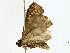  ( - BIOUG85251-G03)  @11 [ ] CreativeCommons - Attribution (2022) CBG Photography Group Centre for Biodiversity Genomics
