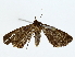  ( - BIOUG85251-G04)  @11 [ ] CreativeCommons - Attribution (2022) CBG Photography Group Centre for Biodiversity Genomics