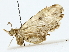  ( - BIOUG85251-G08)  @11 [ ] CreativeCommons - Attribution (2022) CBG Photography Group Centre for Biodiversity Genomics