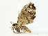  ( - BIOUG85252-D02)  @11 [ ] CreativeCommons - Attribution (2022) CBG Photography Group Centre for Biodiversity Genomics