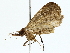  ( - BIOUG85258-D04)  @11 [ ] CreativeCommons - Attribution (2022) CBG Photography Group Centre for Biodiversity Genomics