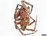  ( - BIOUG85258-G07)  @11 [ ] CreativeCommons - Attribution (2022) CBG Photography Group Centre for Biodiversity Genomics