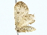 ( - BIOUG85464-B08)  @11 [ ] CreativeCommons - Attribution (2022) CBG Photography Group Centre for Biodiversity Genomics
