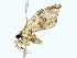  ( - BIOUG85465-A10)  @11 [ ] CreativeCommons - Attribution (2022) CBG Photography Group Centre for Biodiversity Genomics