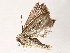 (elachMalaise9600 - BIOUG72939-B11)  @11 [ ] CreativeCommons - Attribution (2022) CBG Photography Group Centre for Biodiversity Genomics