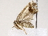  ( - BIOUG72939-C03)  @11 [ ] CreativeCommons - Attribution (2022) CBG Photography Group Centre for Biodiversity Genomics