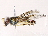  ( - BIOUG72939-D12)  @11 [ ] CreativeCommons - Attribution (2022) CBG Photography Group Centre for Biodiversity Genomics