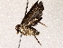  ( - BIOUG73650-A02)  @11 [ ] CreativeCommons - Attribution (2022) CBG Photography Group Centre for Biodiversity Genomics