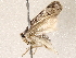  ( - BIOUG73650-A04)  @11 [ ] CreativeCommons - Attribution (2022) CBG Photography Group Centre for Biodiversity Genomics