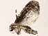  ( - BIOUG73650-B10)  @11 [ ] CreativeCommons - Attribution (2022) CBG Photography Group Centre for Biodiversity Genomics