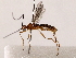  ( - BIOUG73650-G08)  @11 [ ] CreativeCommons - Attribution (2022) CBG Photography Group Centre for Biodiversity Genomics