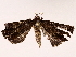  ( - BIOUG73653-D11)  @11 [ ] CreativeCommons - Attribution (2022) CBG Photography Group Centre for Biodiversity Genomics