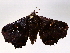  ( - BIOUG73654-A03)  @11 [ ] CreativeCommons - Attribution (2022) CBG Photography Group Centre for Biodiversity Genomics