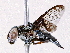  ( - BIOUG73654-C05)  @11 [ ] CreativeCommons - Attribution (2022) CBG Photography Group Centre for Biodiversity Genomics